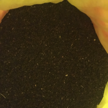 纯新黄芹籽