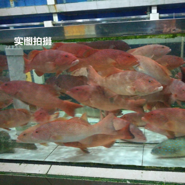 深圳市里维生鲜科技开发有限公司