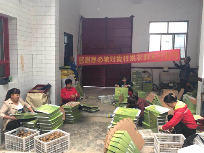 陕西眉县猕猴桃