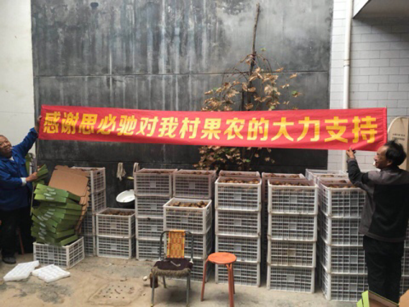 陕西眉县猕猴桃