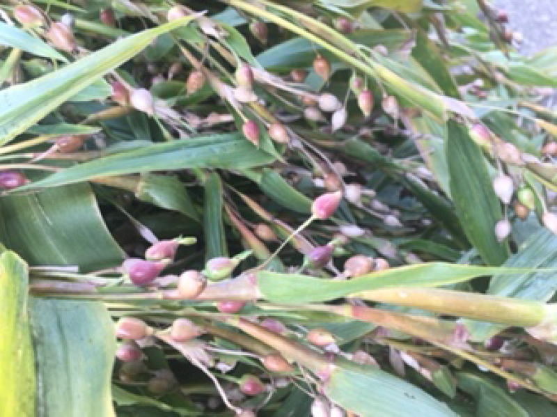 宁化糯薏米（新）