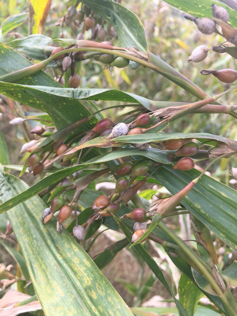 宁化糯薏米（新）
