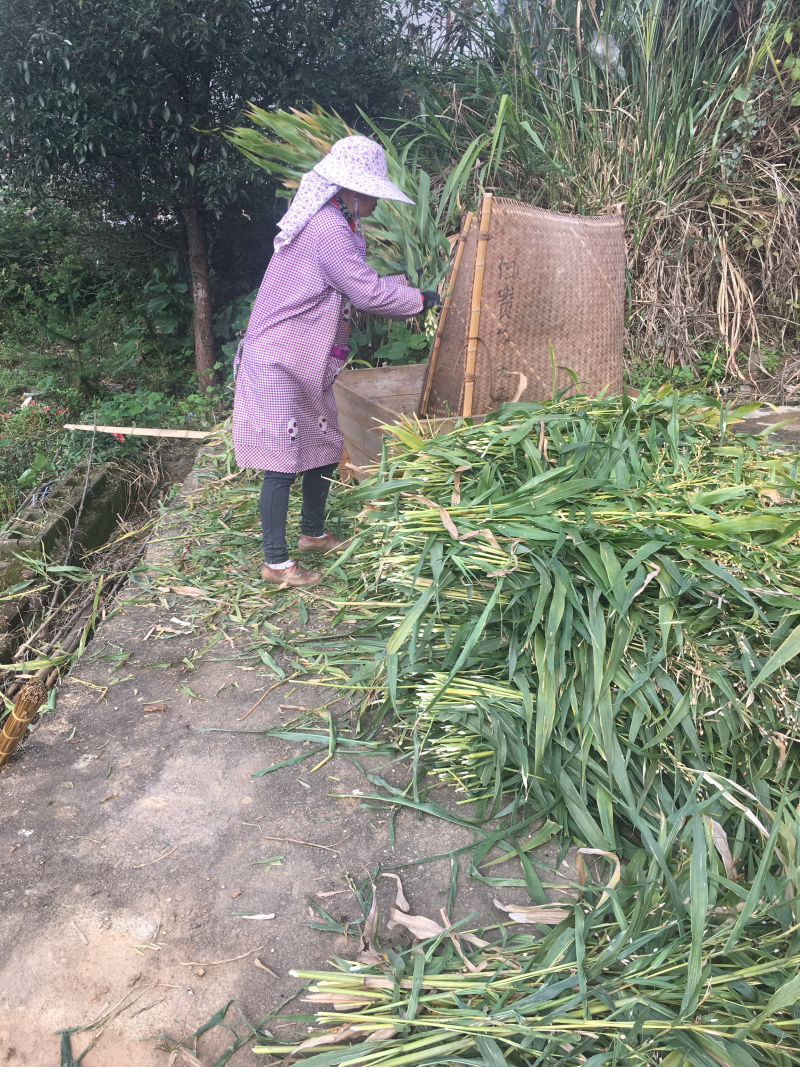 宁化糯薏米（新）