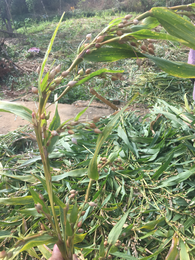 宁化糯薏米（新）