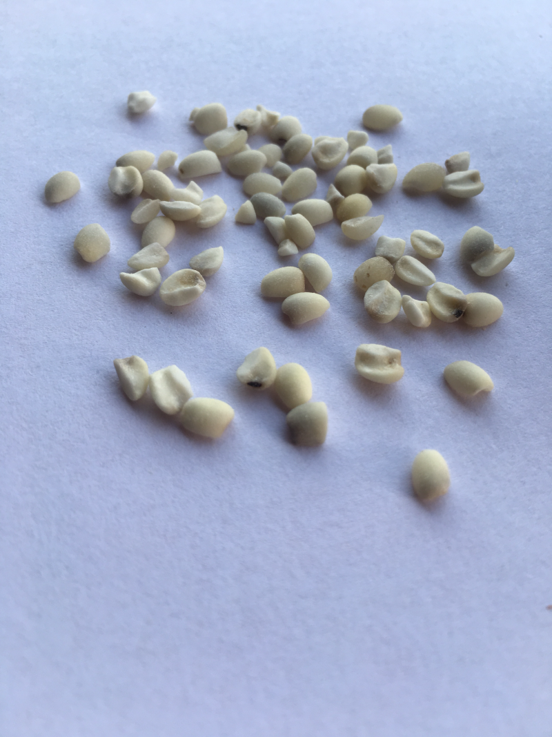 宁化糯薏米（新）