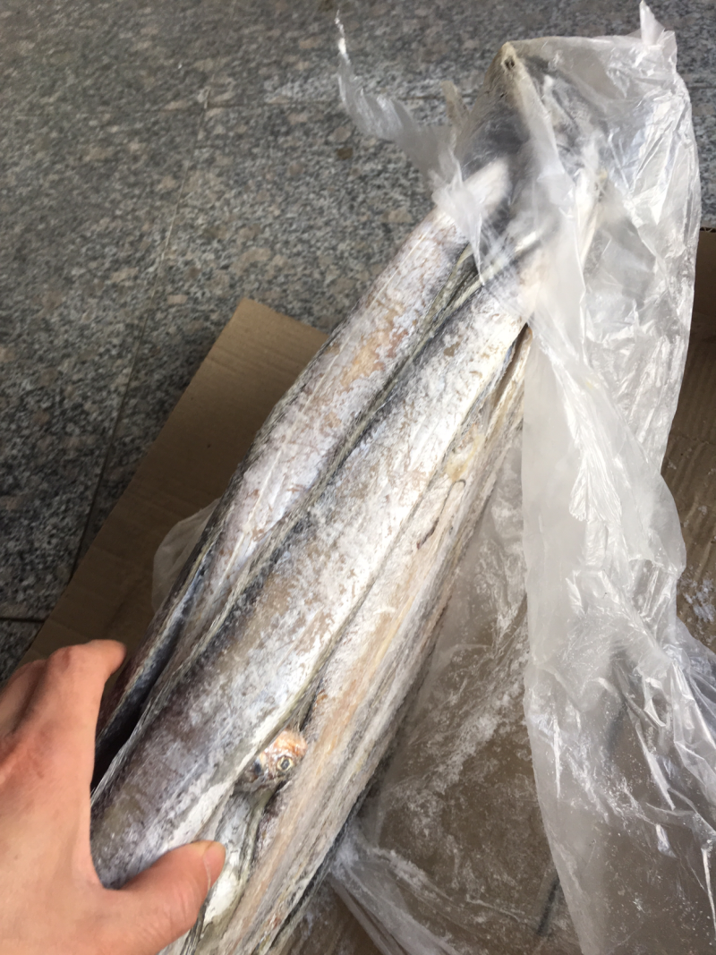 批发刀鱼20斤一件