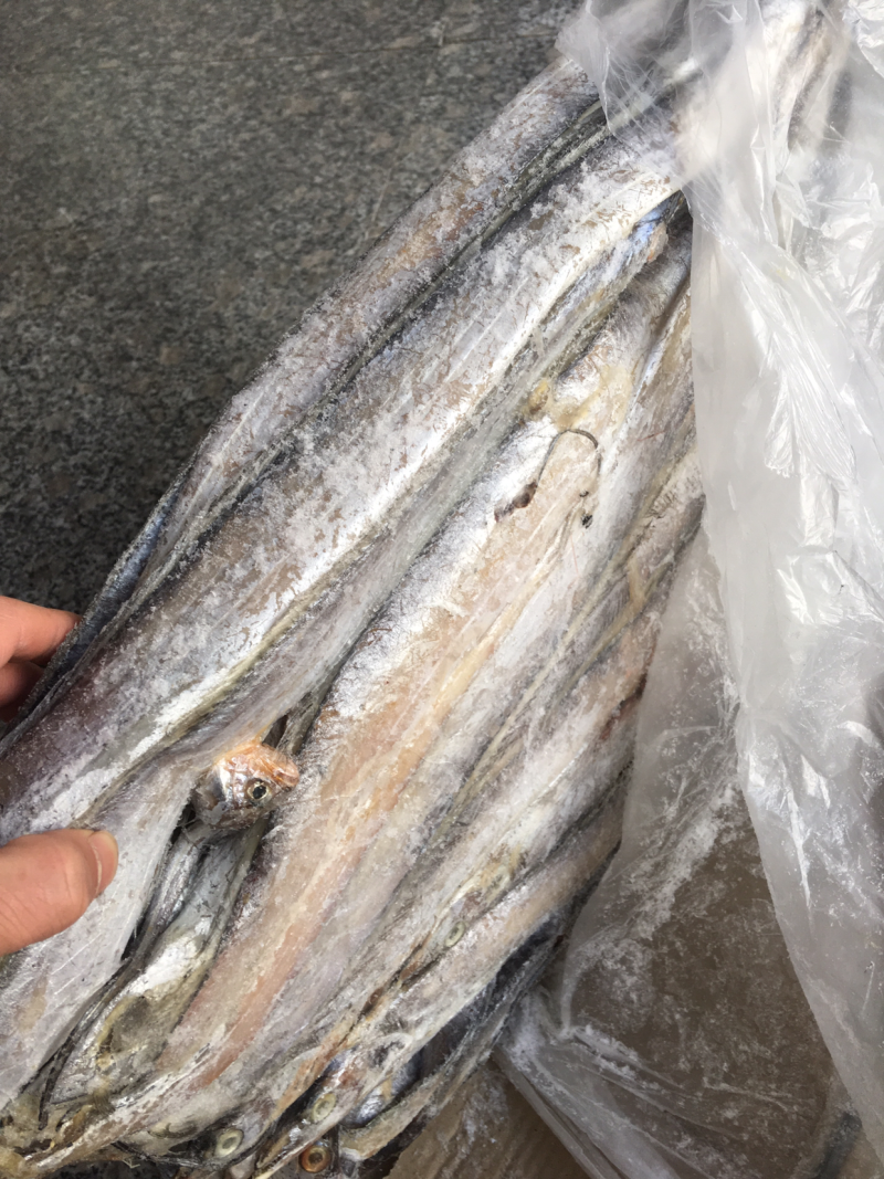 批发刀鱼20斤一件