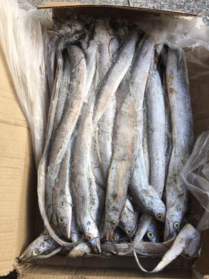 批发刀鱼20斤一件
