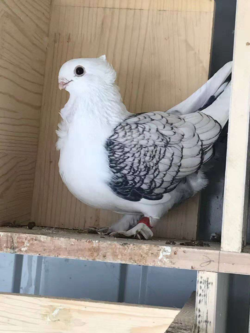 特种养殖