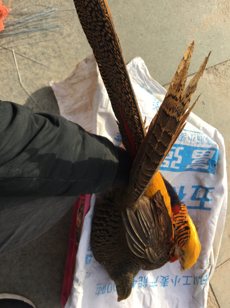 特种养殖