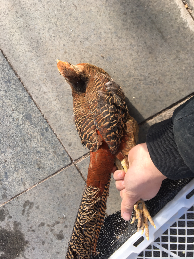 特种养殖