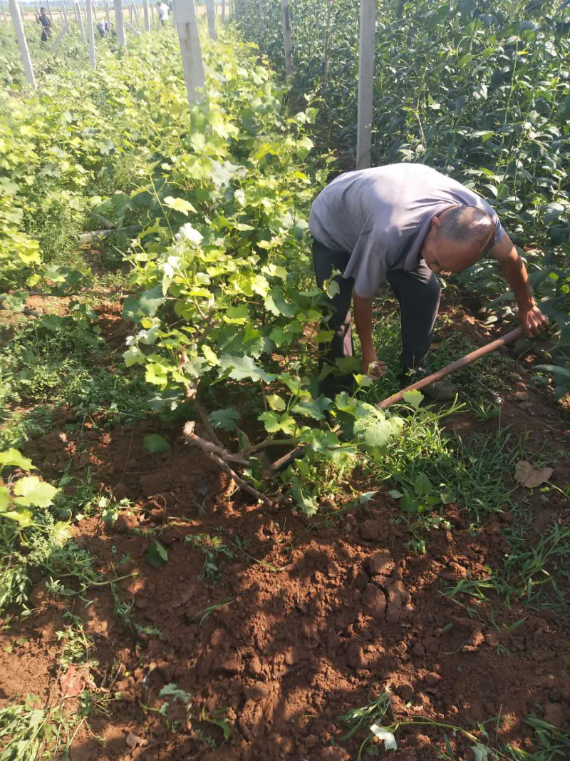 大量供应占地葡萄树