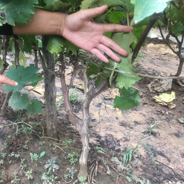 大量供应占地葡萄树