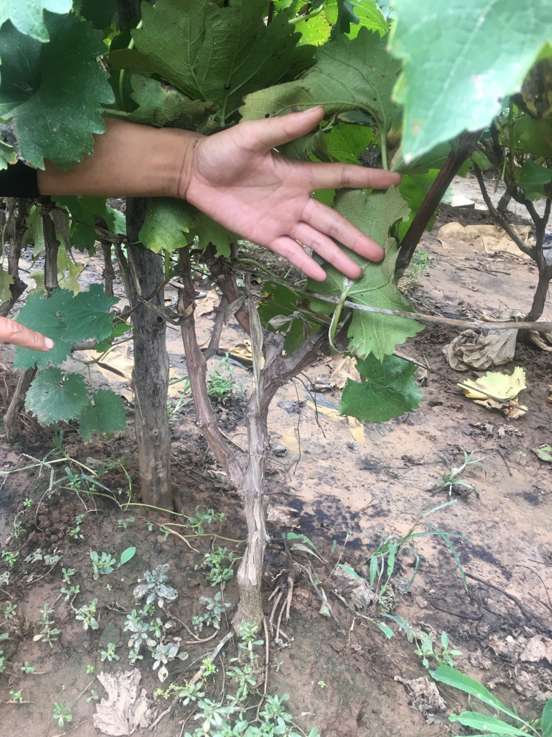 大量供应占地葡萄树