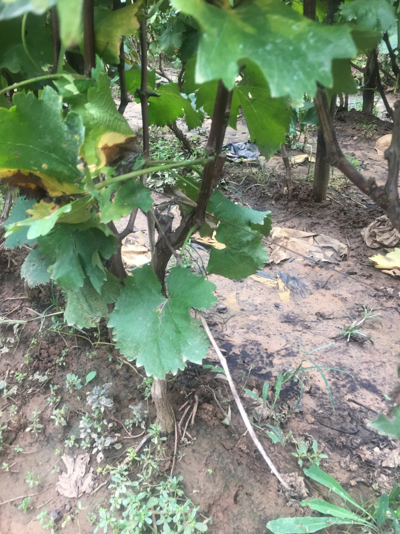 大量供应占地葡萄树