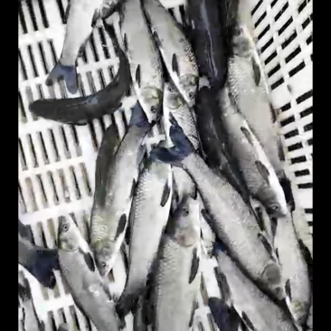 青鱼苗1-2斤的开始供货了