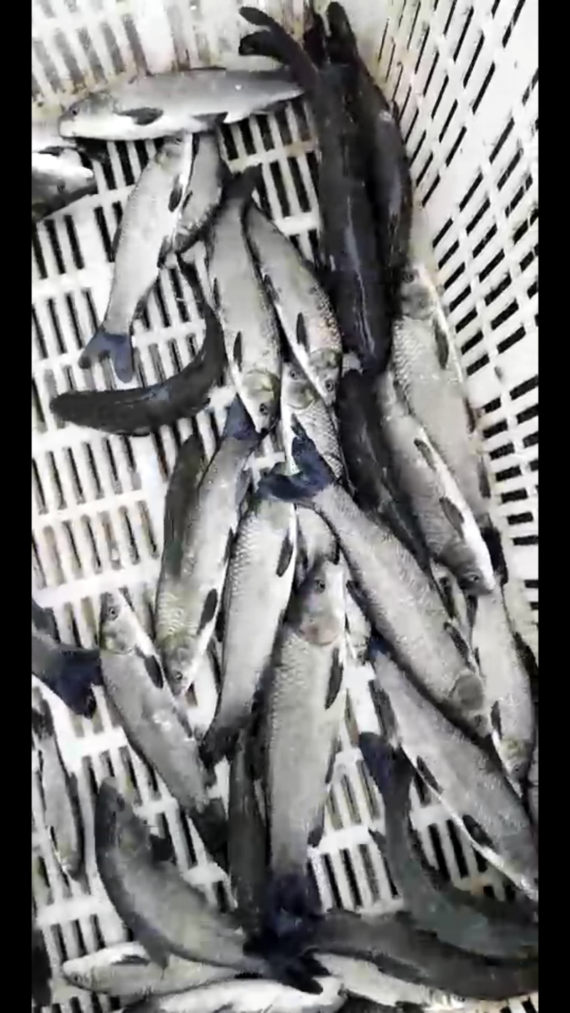 青鱼苗1-2斤的开始供货了