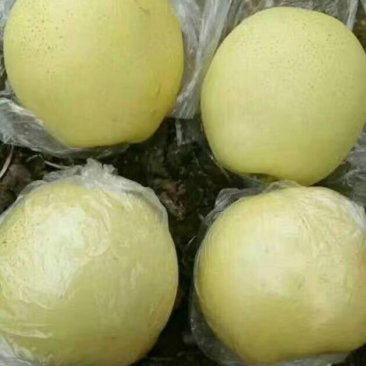 好苗推荐1-3年优质黄金梨树苗功供应保纯度好成活
