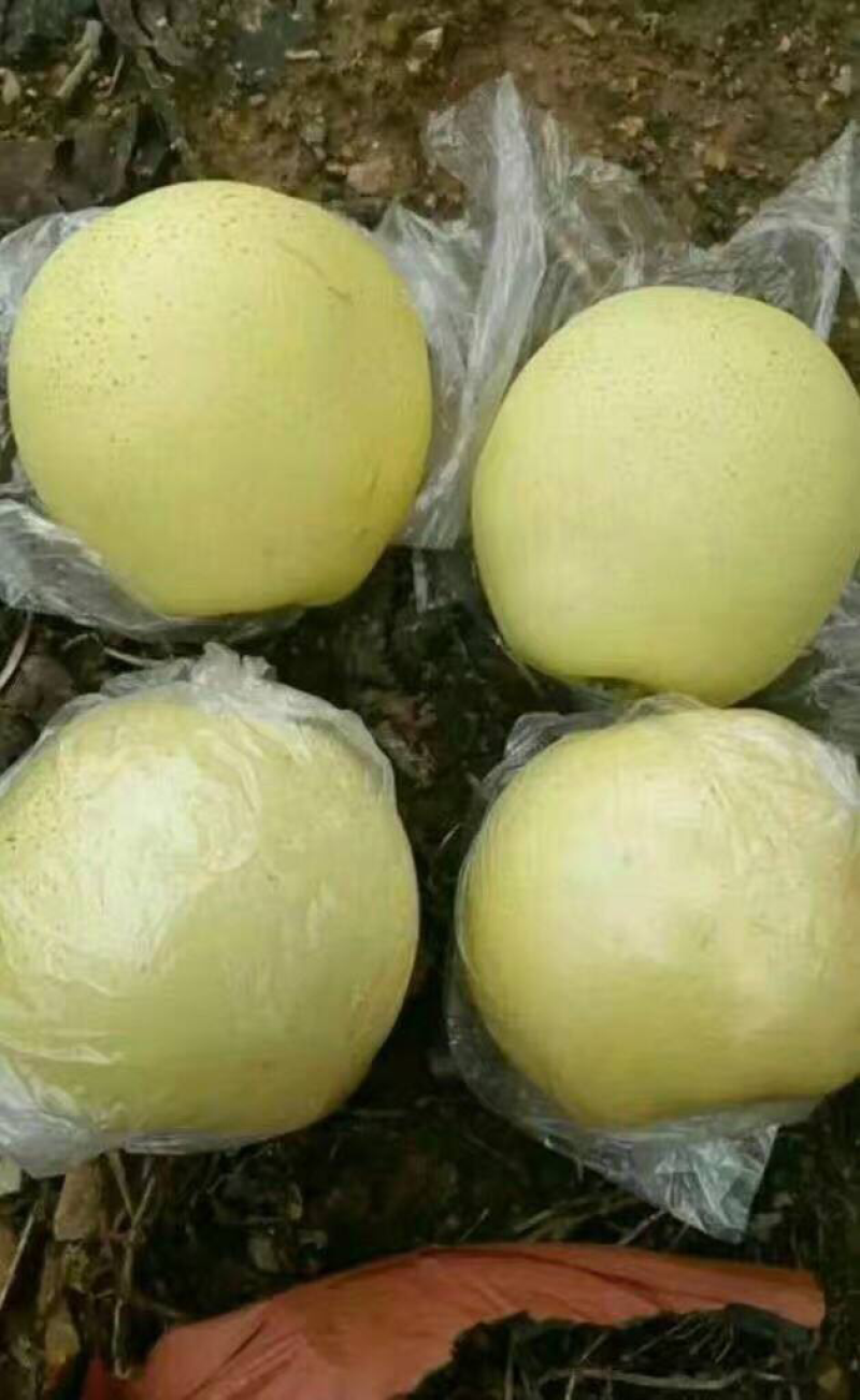 好苗推荐1-3年优质黄金梨树苗功供应保纯度好成活