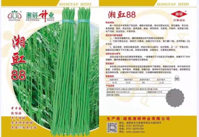 豇豆种子供应