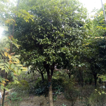 桂花树