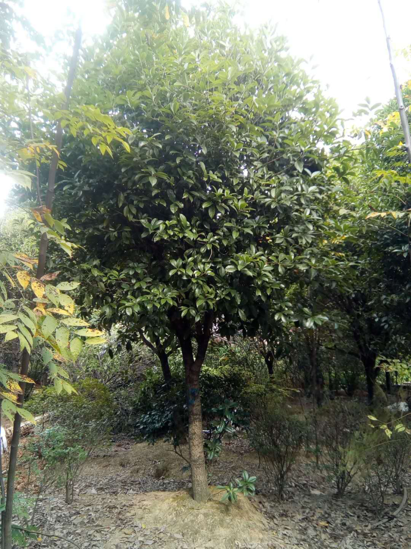桂花树
