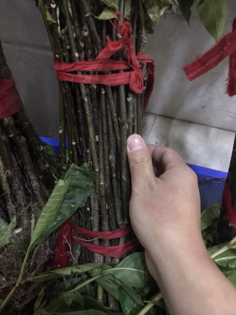 吴茱萸苗，中花吴茱萸种苗扦插苗批发，中花吴茱萸种苗价格