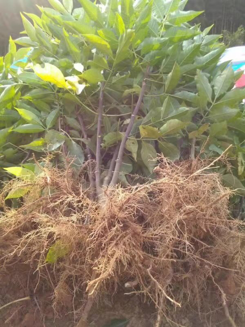 吴茱萸苗，中花吴茱萸种苗扦插苗批发，中花吴茱萸种苗价格
