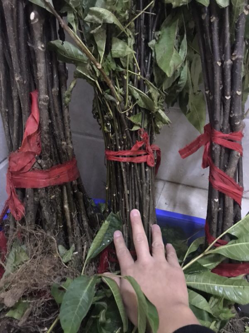 吴茱萸苗，中花吴茱萸种苗扦插苗批发，中花吴茱萸种苗价格