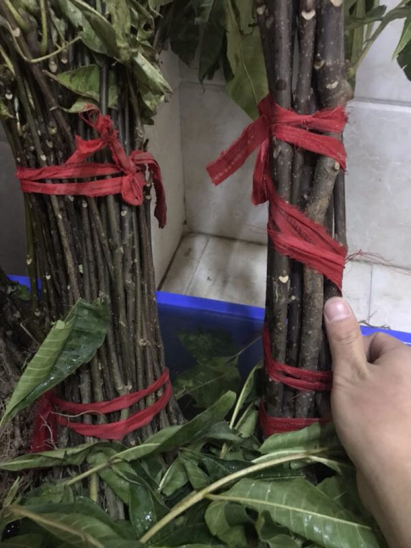 吴茱萸苗，中花吴茱萸种苗扦插苗批发，中花吴茱萸种苗价格