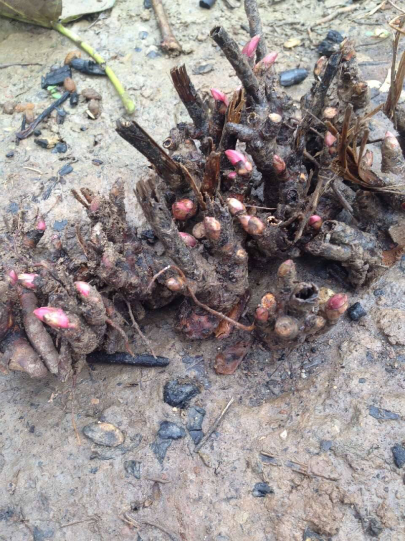 白芍种苗，大量红花白芍苗批发，改良芍药苗价格