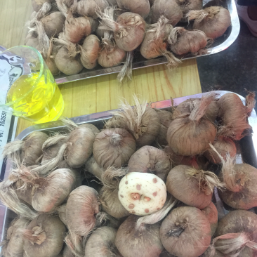 藏红花种苗，藏红花种球基地批发番红花苗价格