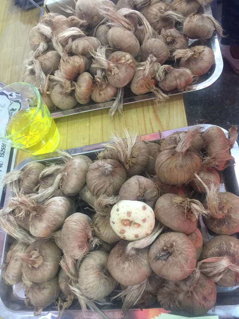 藏红花种苗，藏红花种球基地批发番红花苗价格