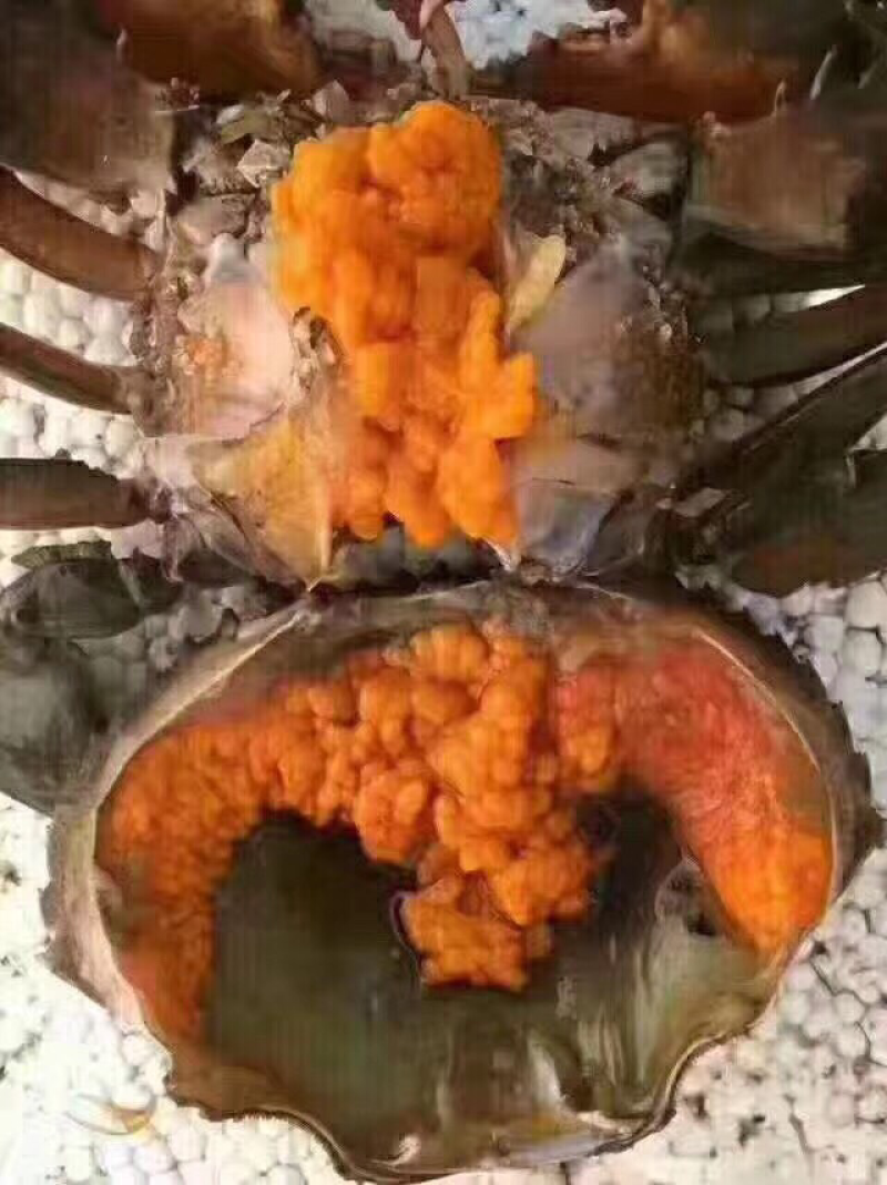 冻羔蟹