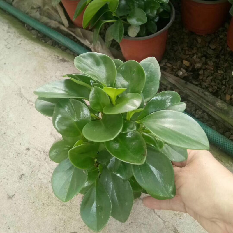 碧玉