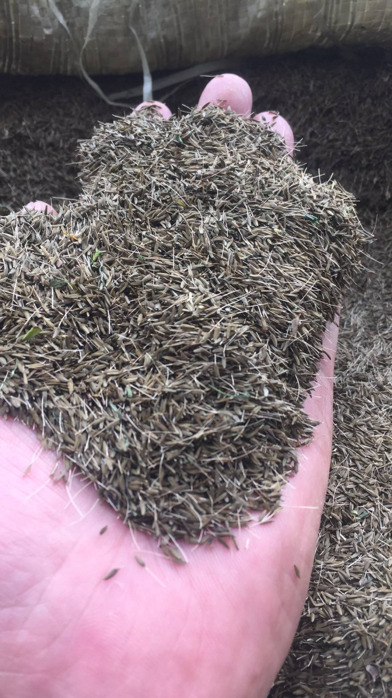 蒲公英种子，小叶蒲公英种子价格，大量供应婆婆丁种子批发