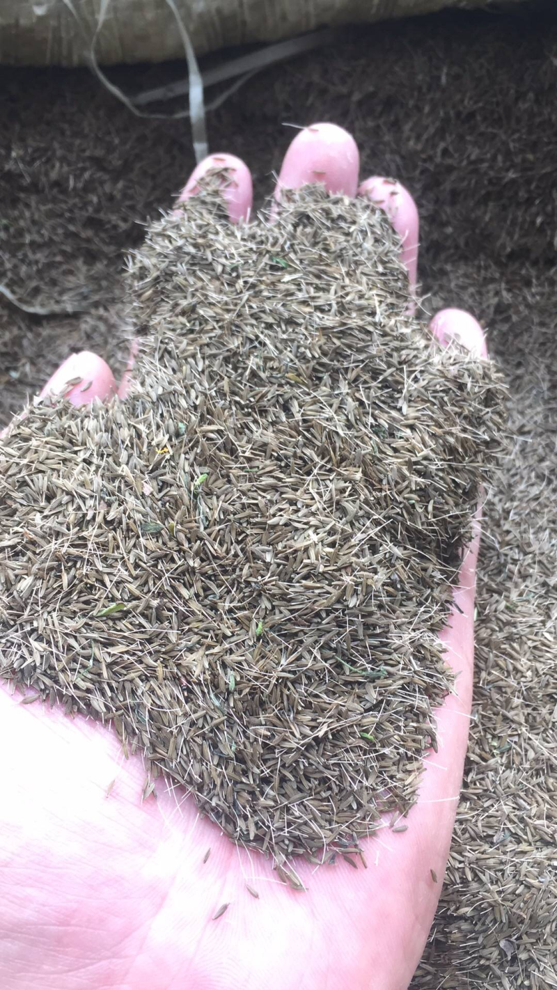 蒲公英种子，小叶蒲公英种子价格，大量供应婆婆丁种子批发