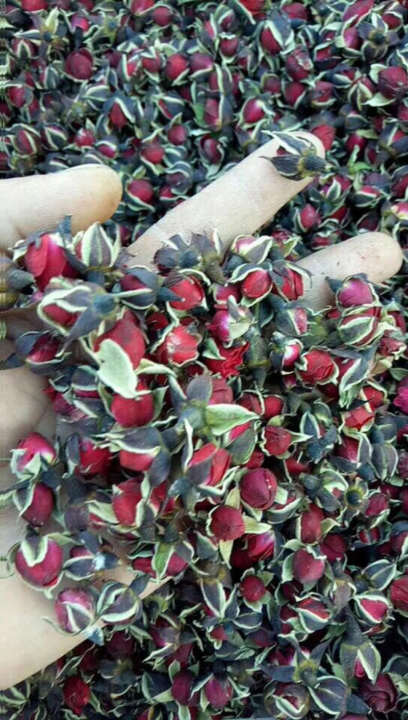 金边玫瑰茶玫瑰花茶2026年新云南金边玫瑰