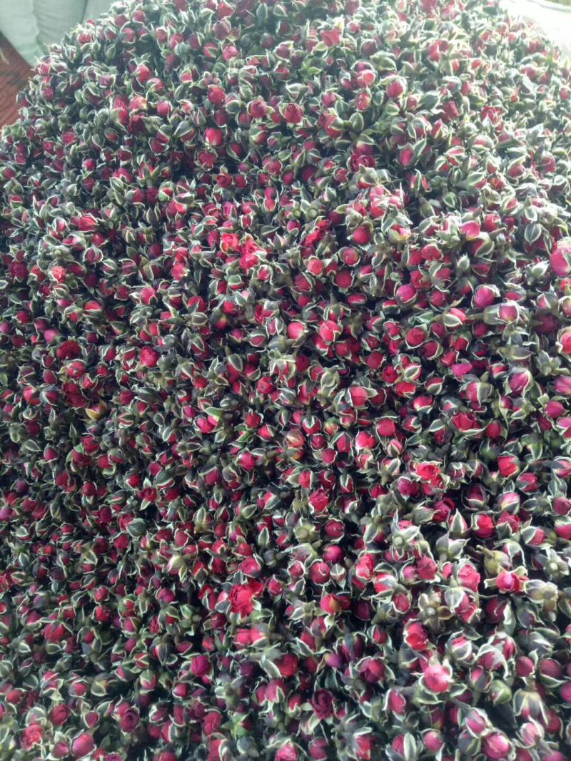 金边玫瑰茶玫瑰花茶2026年新云南金边玫瑰