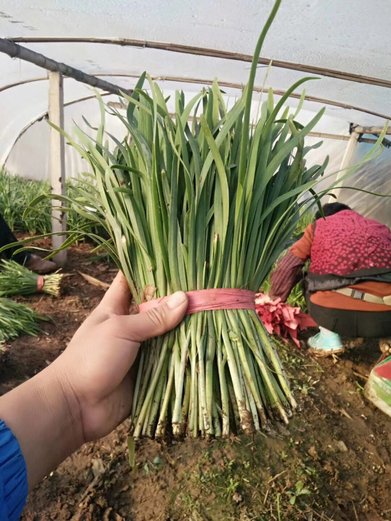 乐亭韭菜大量上市，质量优良！价钱便宜！欢迎老板联系