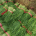 乐亭韭菜大量上市，质量优良！价钱便宜！欢迎老板联系