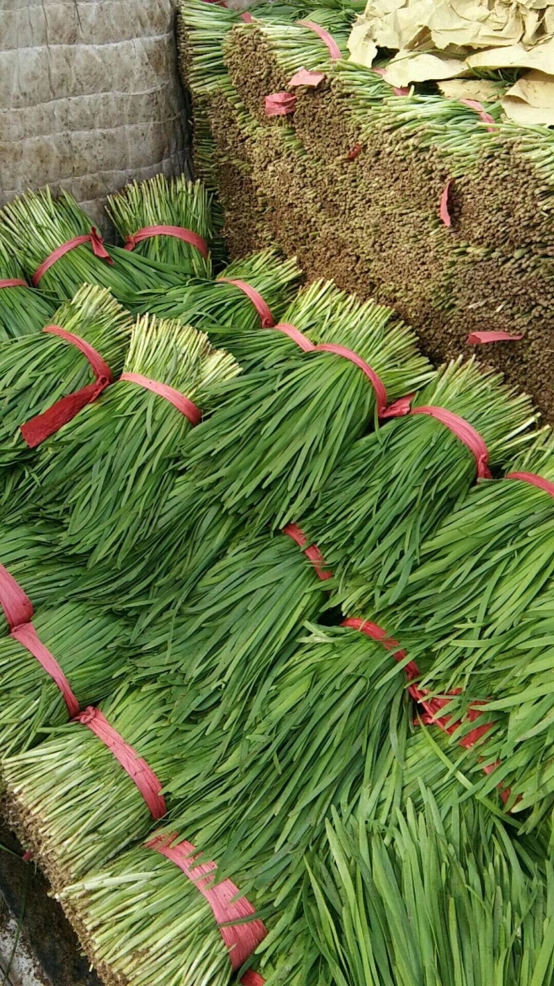 乐亭韭菜大量上市，质量优良！价钱便宜！欢迎老板联系
