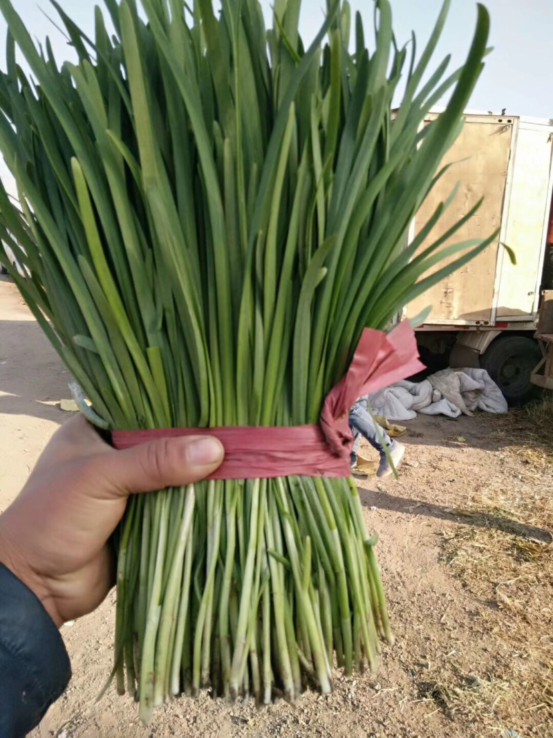 乐亭韭菜大量上市，质量优良！价钱便宜！欢迎老板联系