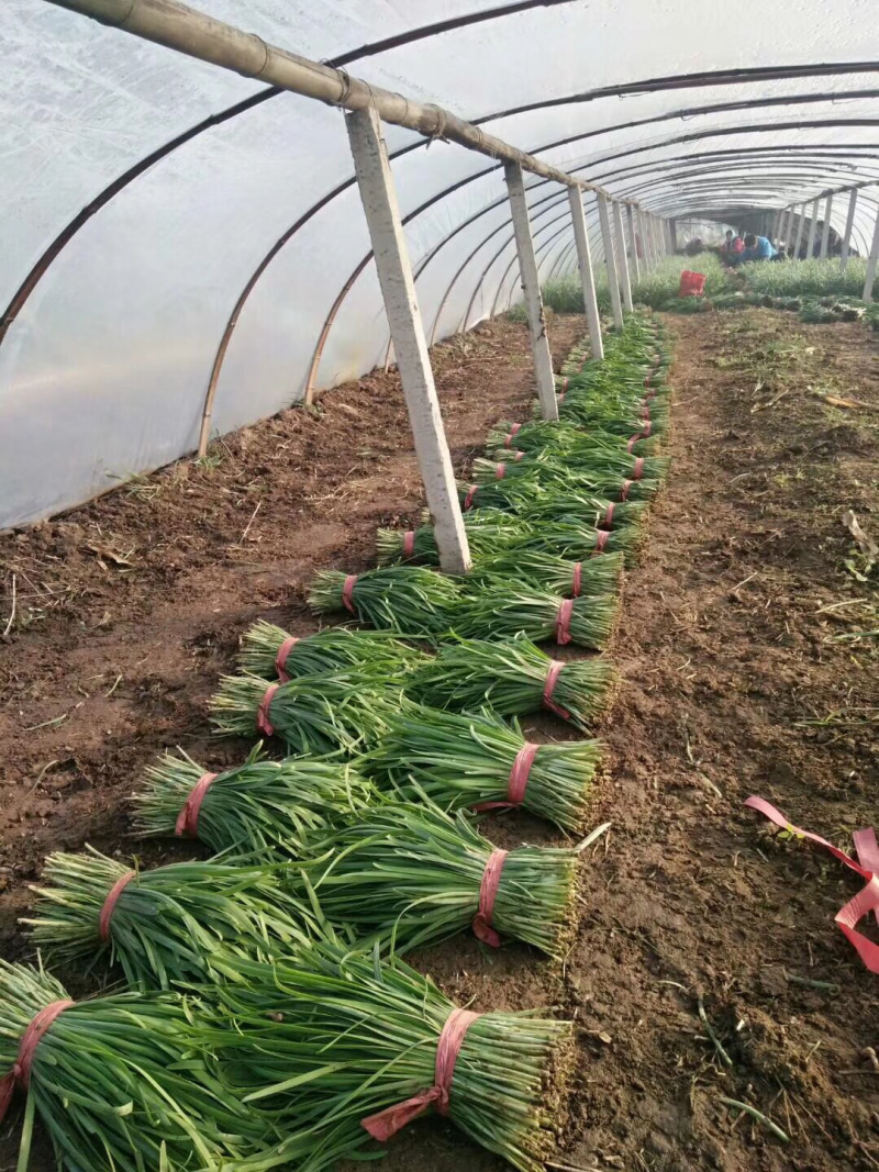 乐亭韭菜大量上市，质量优良！价钱便宜！欢迎老板联系