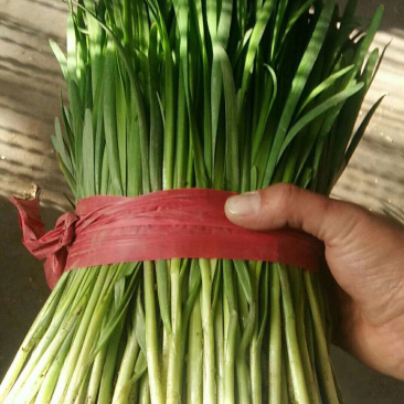 乐亭韭菜大量上市，质量优良！价钱便宜！欢迎老板联系