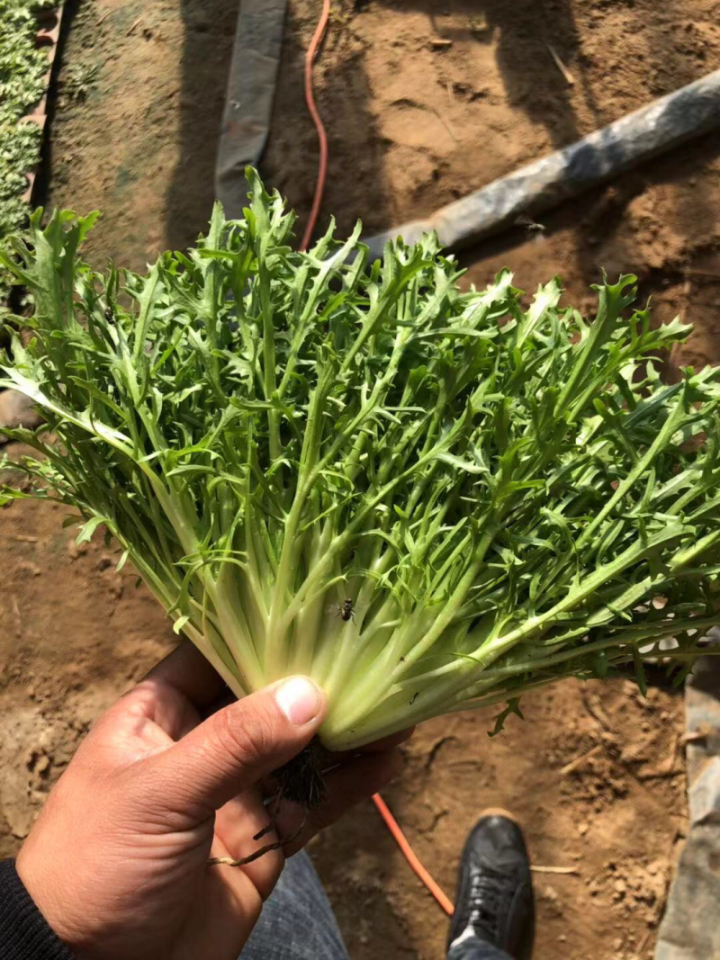 生菜、苦菊