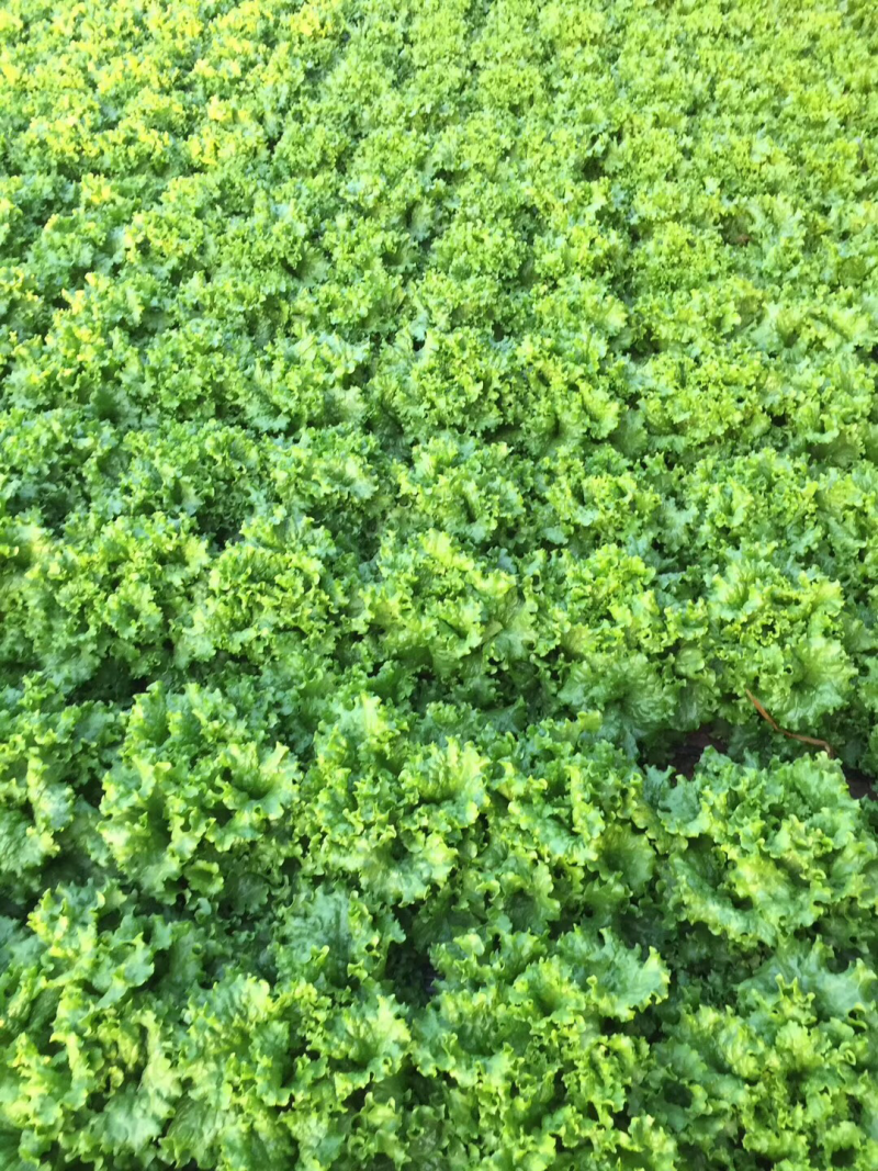 生菜、苦菊