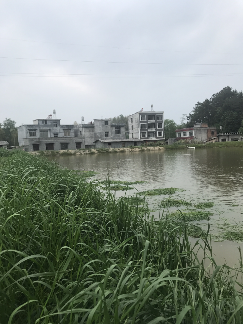 鲫鱼