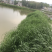 鲫鱼