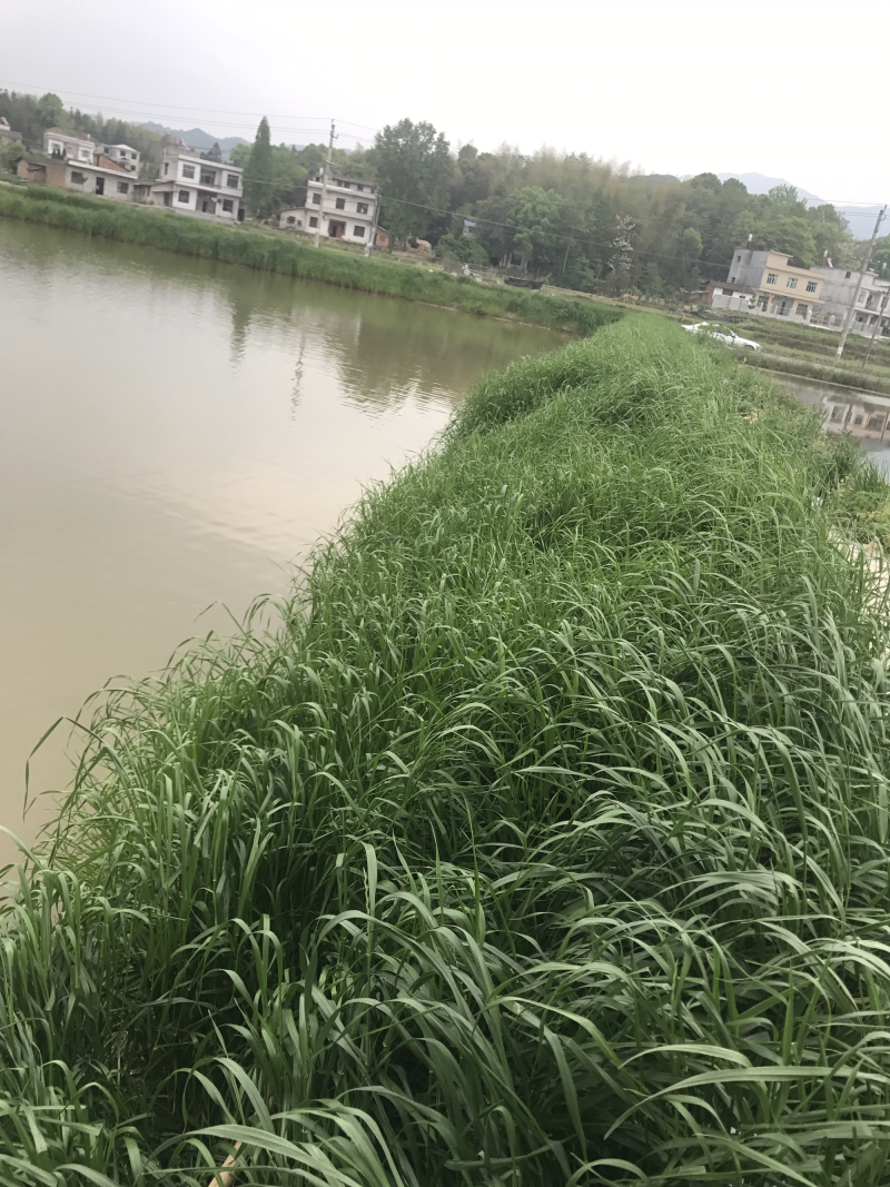 鲫鱼